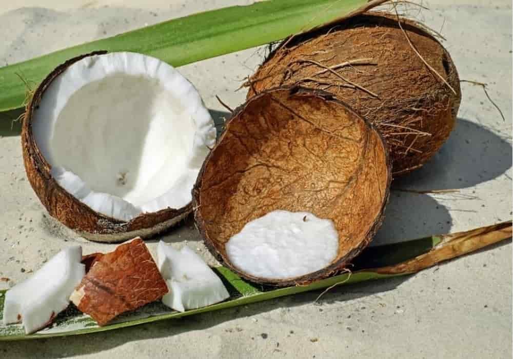 Cara membuat arang dari batok kelapa