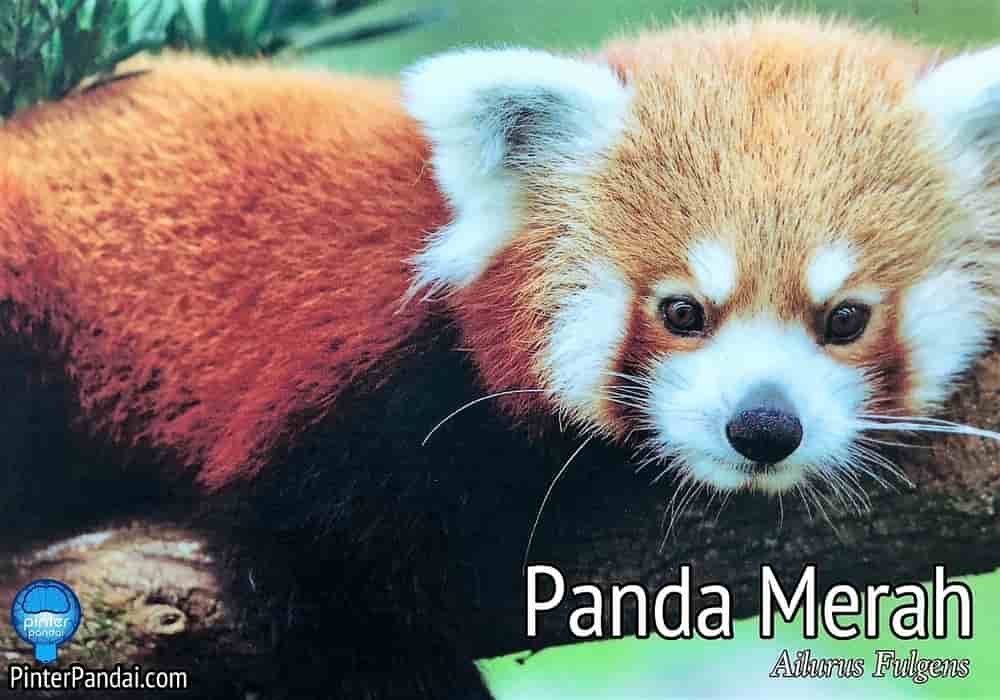 Panda merah