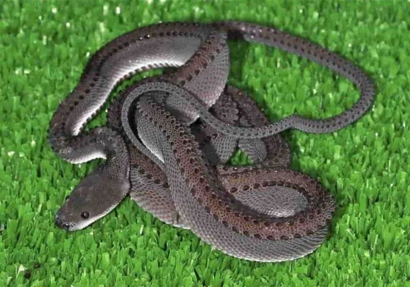  Ular Naga  Xenodermus Javanicus Ular  Asli Indonesia 