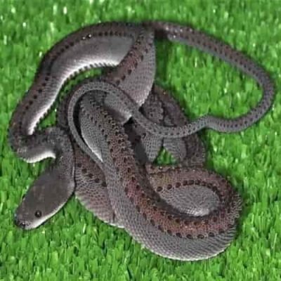  Ular  Naga Xenodermus Javanicus Ular  Asli Indonesia 