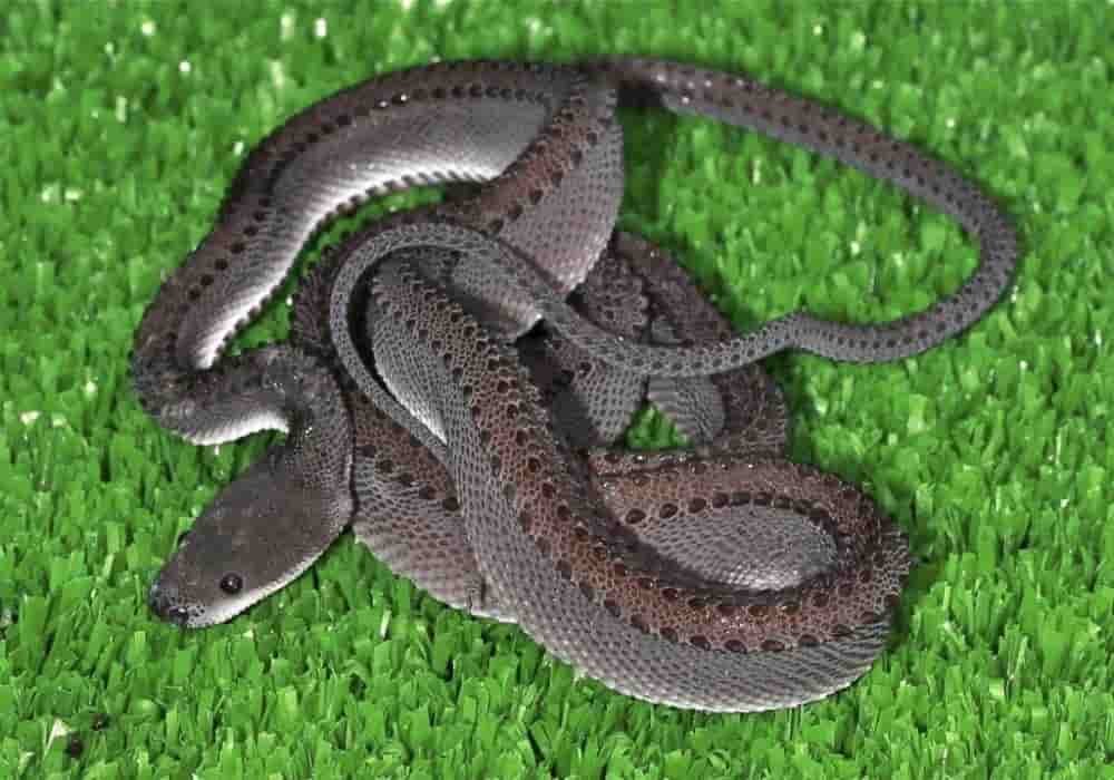 Ular Naga Xenodermus Javanicus Indonesia