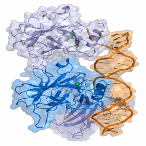 Tumor protein p53