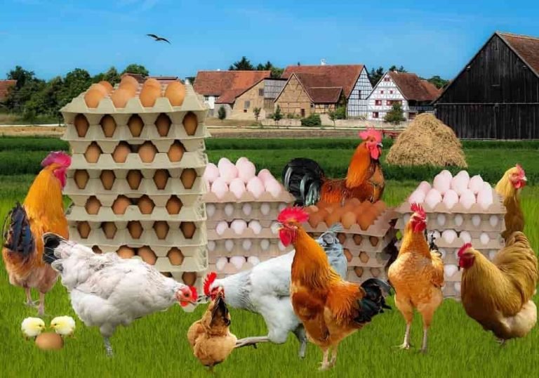 Mengungkap Makna Tersembunyi Mimpi Ayam