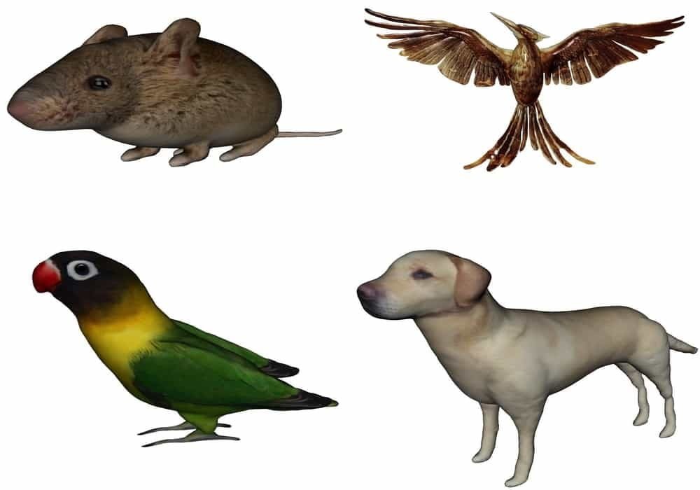 Arti mimpi kebun binatang