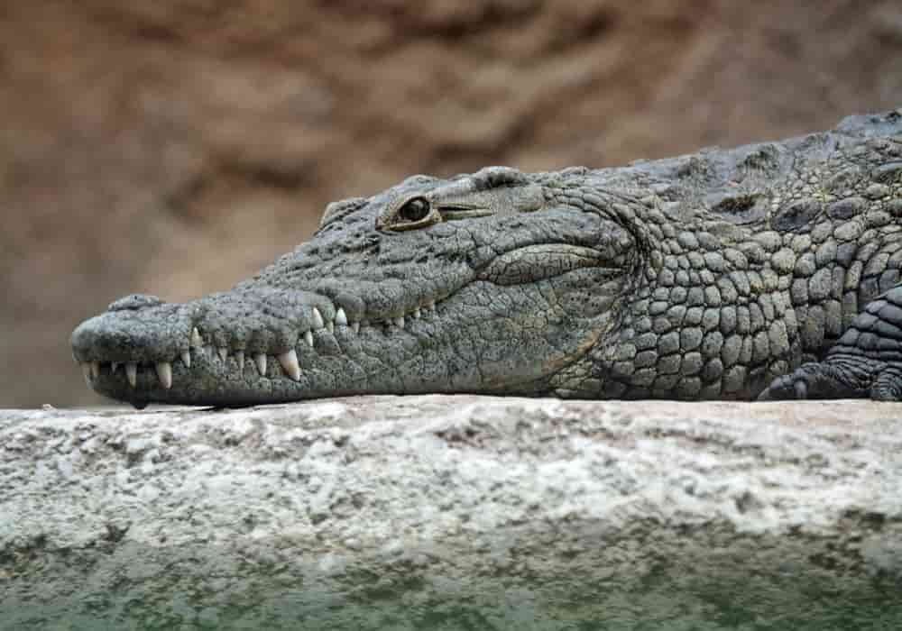 Buaya