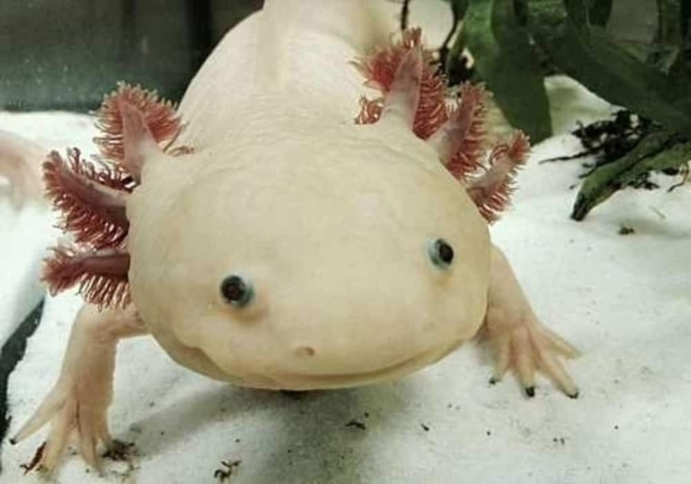 Ikan salamander meksiko axolotl