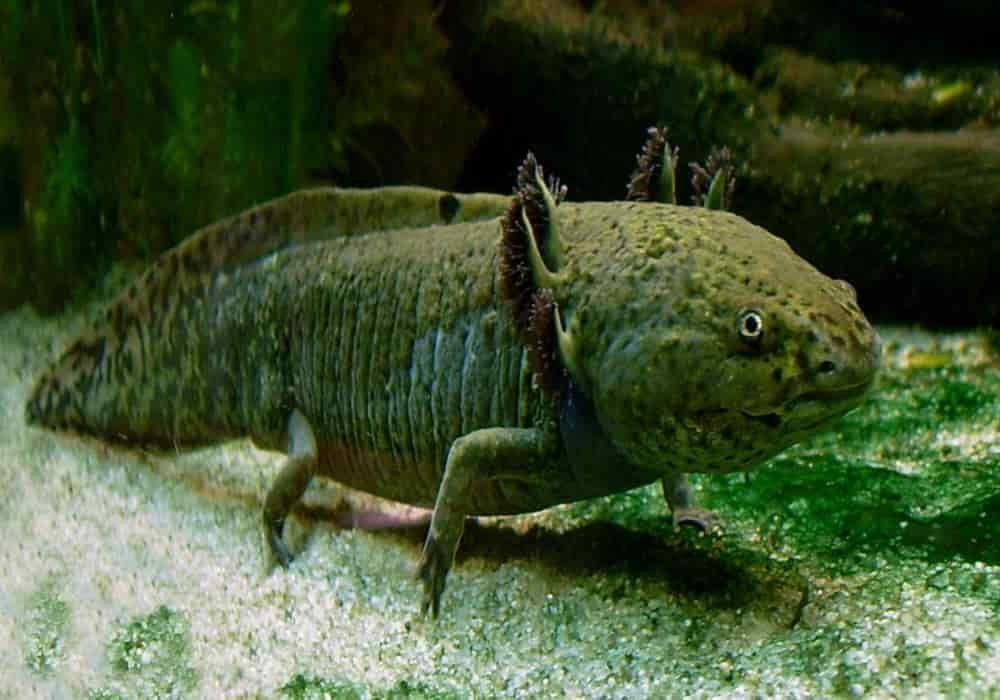 Ikan Salamander Meksiko Axolotl Mampu Meregenerasi Kembali Tubuh