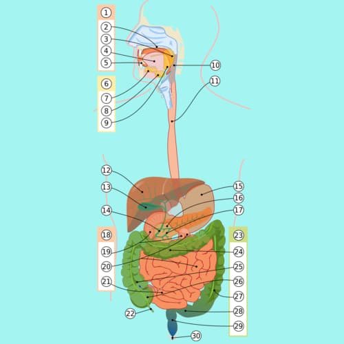 Organ pencernaan manusia