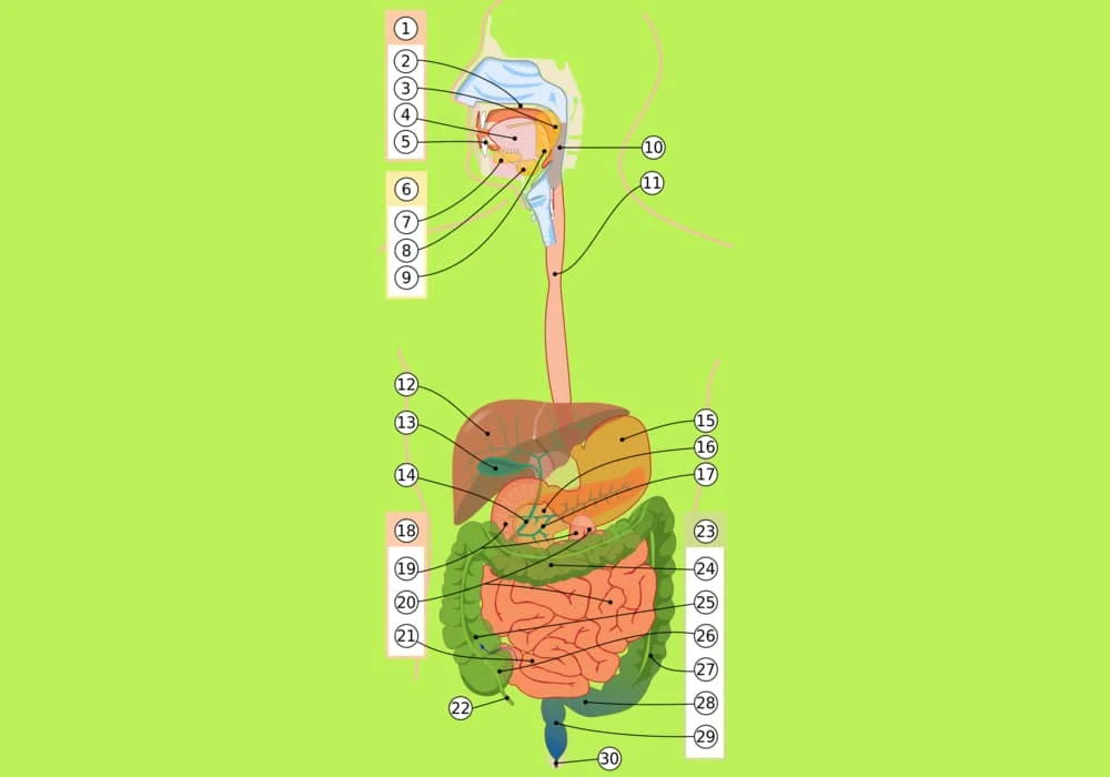 Organ pencernaan manusia