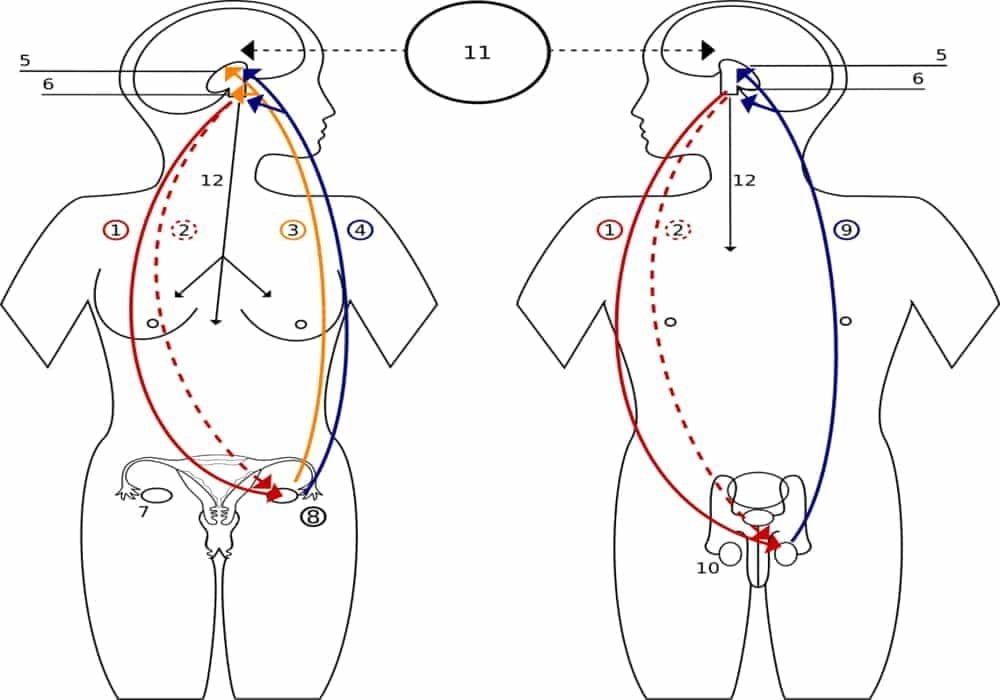 Daftar Hormon Penting dan Fungsinya