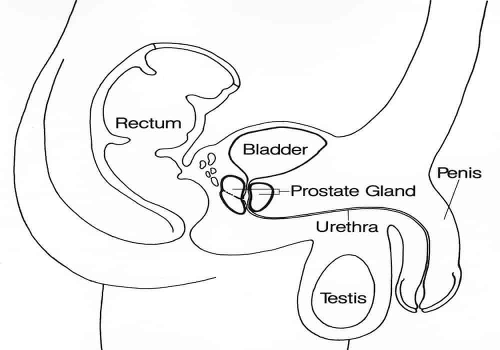 prostat