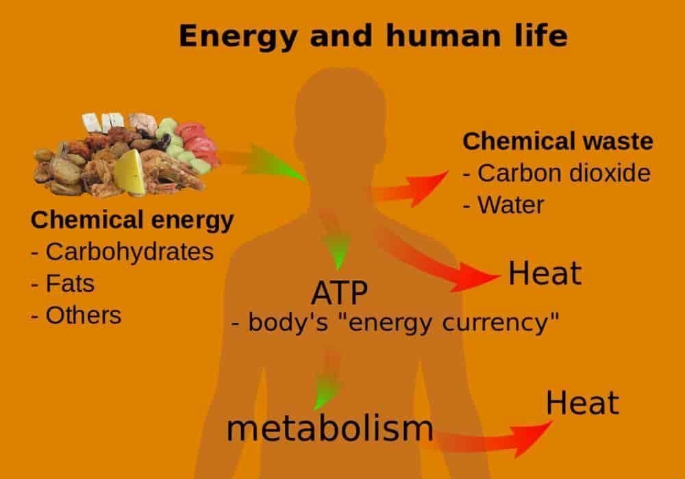 Homeostasis energi dan kehidupan
