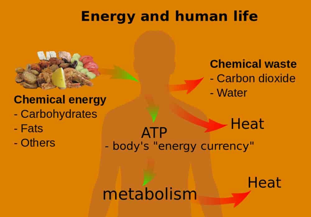 Homeostasis energi dan kehidupan