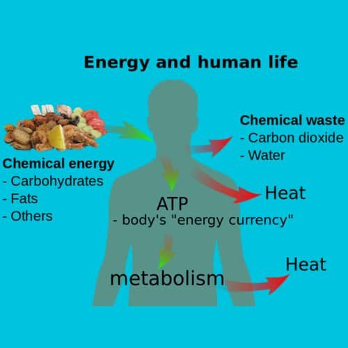 Homeostasis energi dan kehidupan