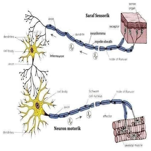 Sel Saraf: Jenis, Fungsi, Struktur, Ciri-Ciri, Organel Penyusun Sel Saraf (Neuron)