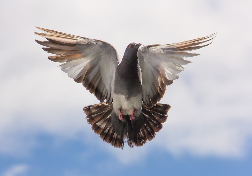 Mimpi menangkap burung dara dengan tangan