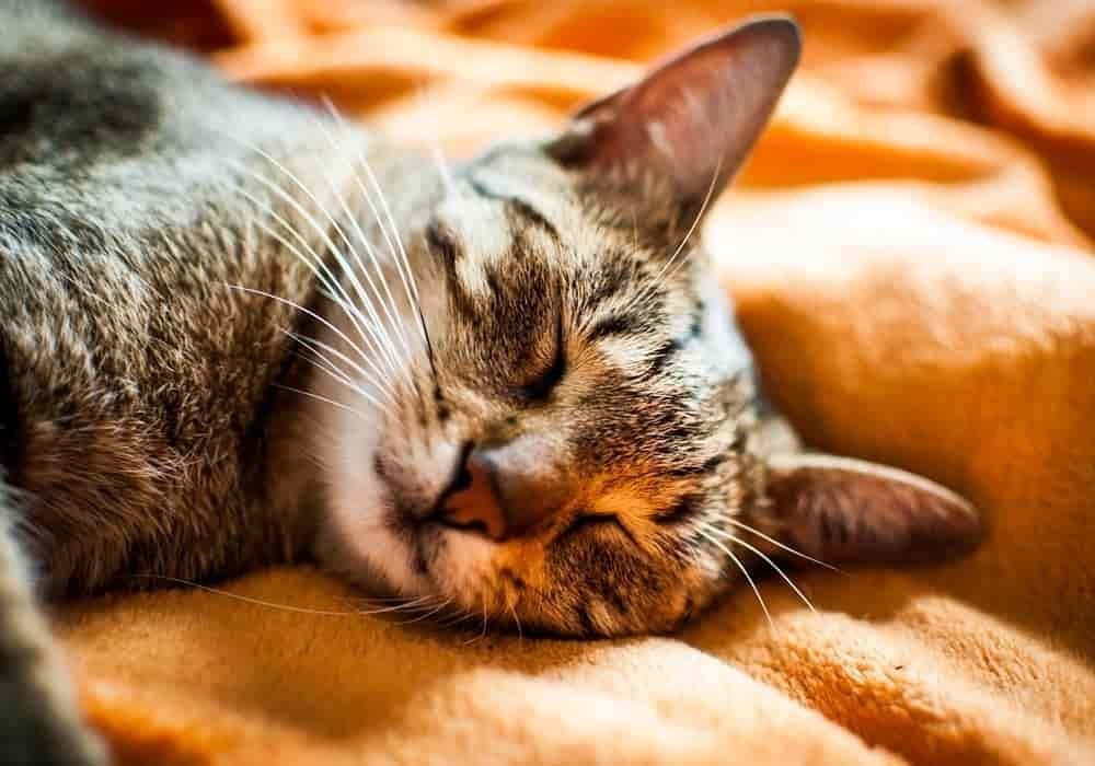 Arti Mimpi Kucing - Tafsir, Makna dan Penjelasan Arti Mimpi