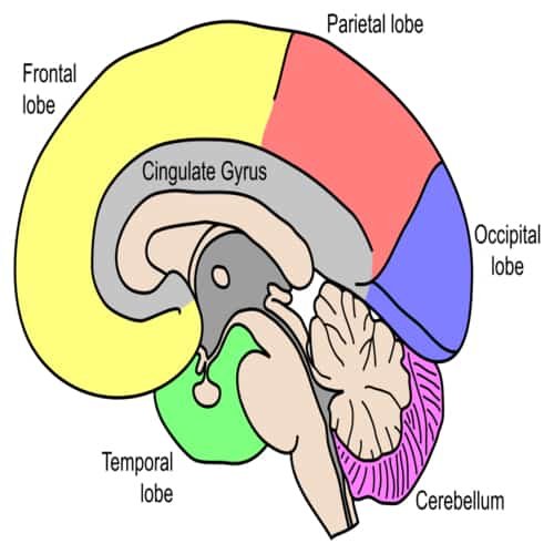 Bagian-bagian otak manusia dan fungsinya