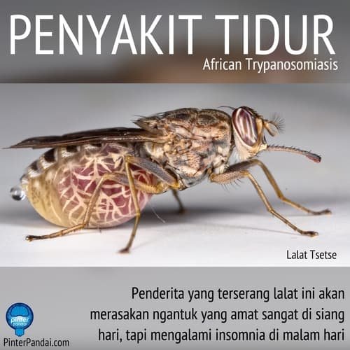 Penyakit Tidur - African Trypanosomiasis - Disebabkan Oleh Gigitan Lalat Tsetse - Penjelasan, Penyebab, Gejala dan Pengobatan