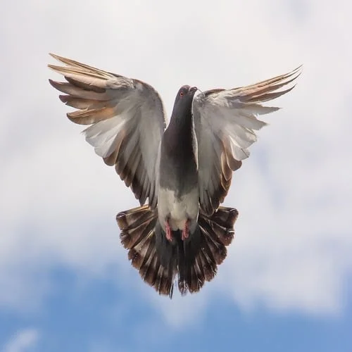Arti mimpi burung dara
