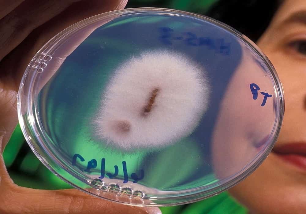 Jamur pengidentifikasi emas - Fusarium Oxysporum - Jamur yang menarik emas dari sekitarnya ditemukan