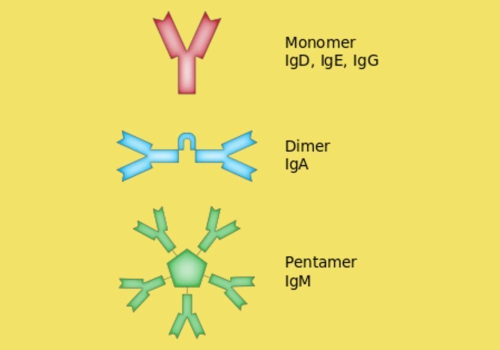 Klasifikasi Antibodi Beserta Contoh dan Fungsinya: IgM, IgD, IgG, IgA, IgE)