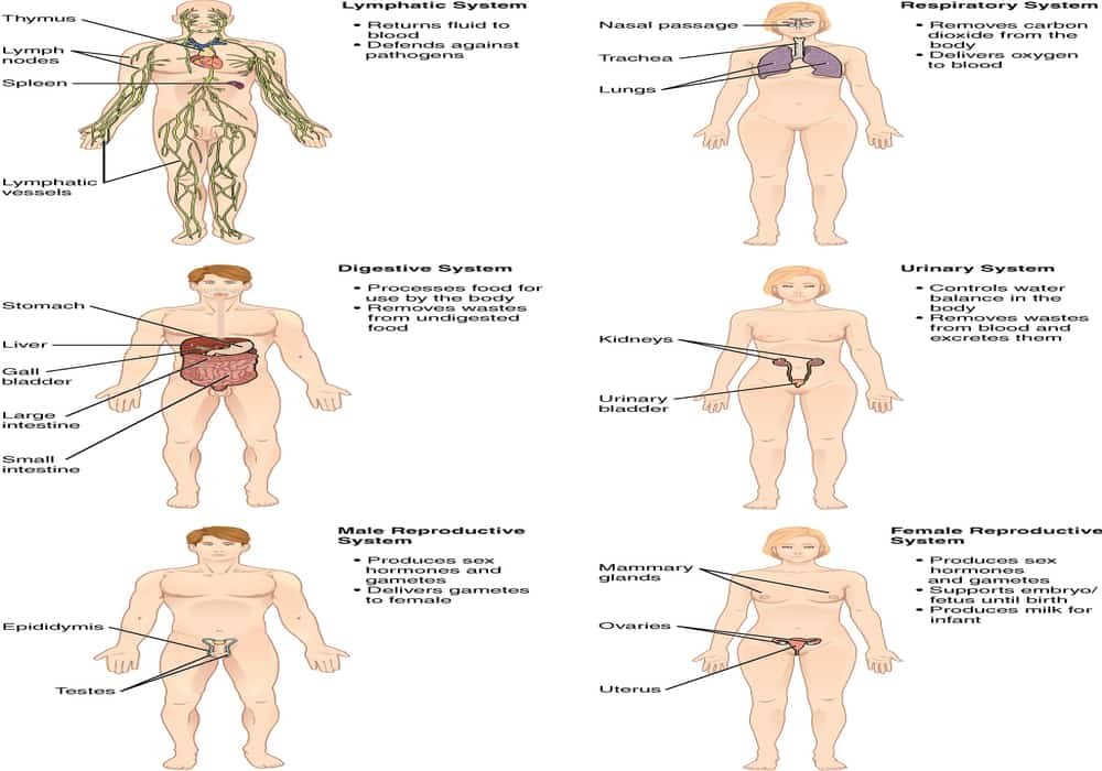 Sistem Organ - Fisiologi Manusia dan Konsep Homeostatis
