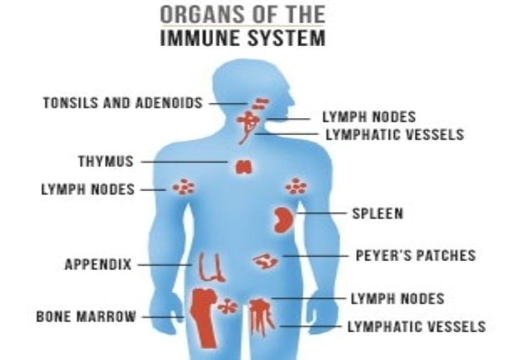 5 Bagian Dari Sistem Kekebalan Tubuh - Komponen & Organ Pembentuk Sistem Imun