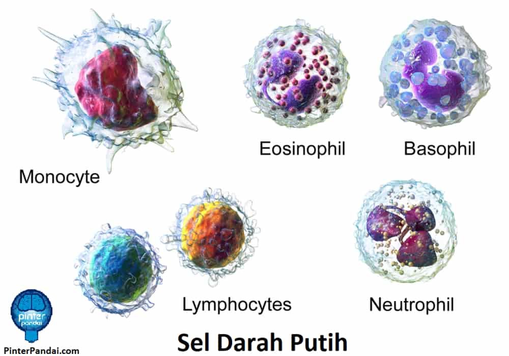 Jenis sel darah putih: Basofil, Eosinofil, Neutrofil, Limfosit dan Monosit