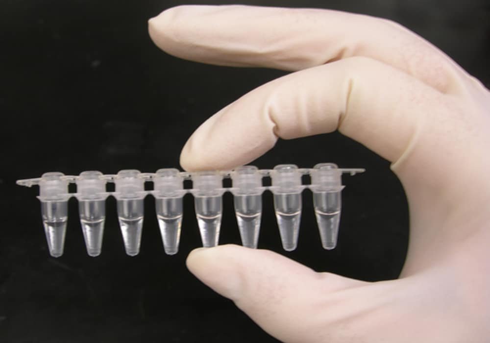 PCR Polymerase Chain Reaction