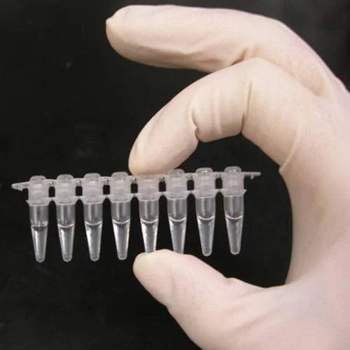 PCR Polymerase Chain Reaction