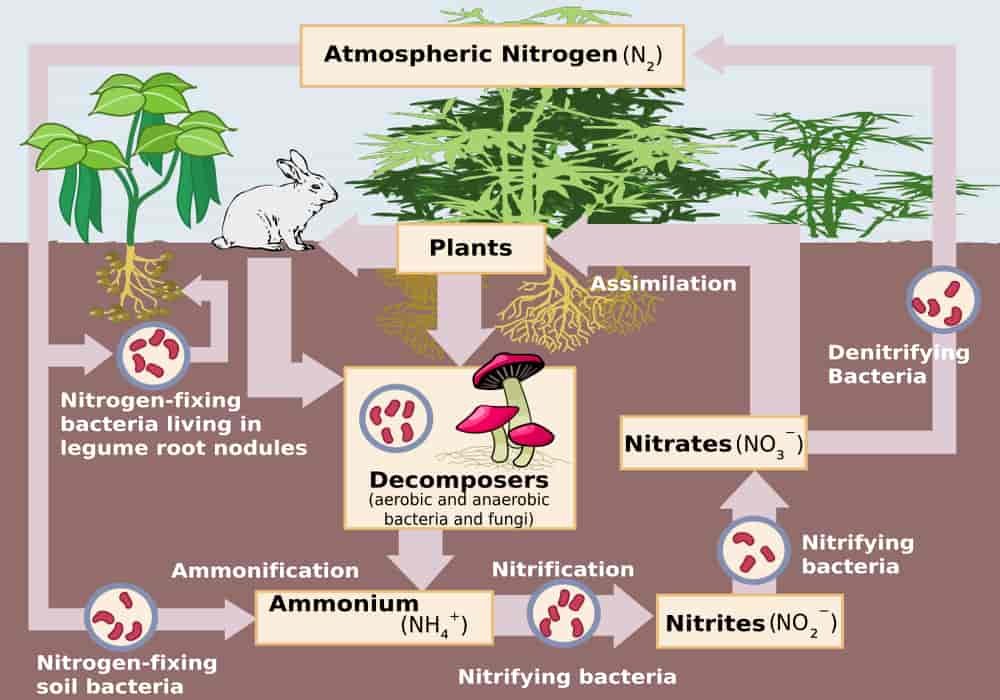 Biogeokimia - Daur Biogeokimia: Fosfor, Air, Belerang/Sulfur, Karbon, Oksigen, Nitrogen dan Contohnya