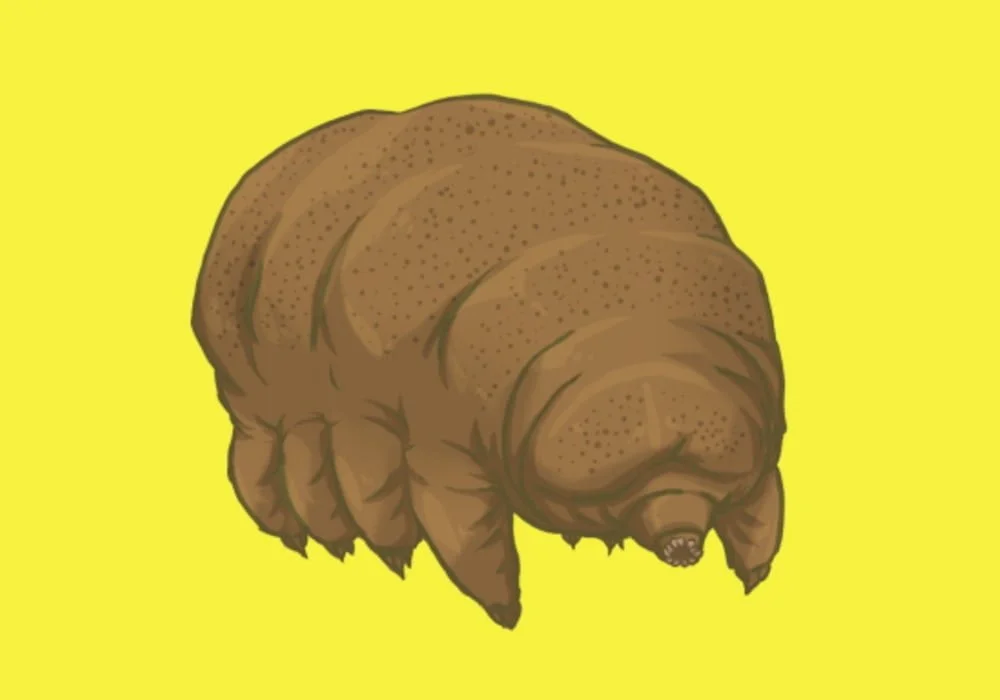Tardigrade Hewan Kecil Yang Susah Mati - Dikenal dengan julukan Beruang Air
