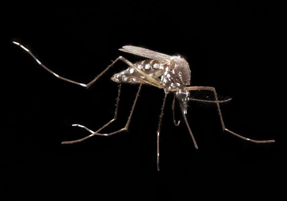 Chikungunya dari nyamuk aedes aegypti