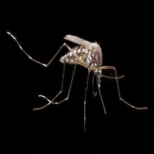 Chikungunya dari nyamuk aedes aegypti