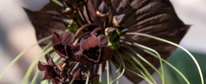 Mitos anggrek hitam tacca chantrieri