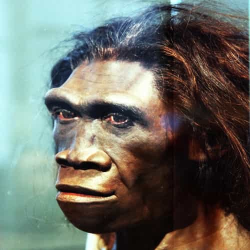 Homo erektus manusia purba Homo erectus