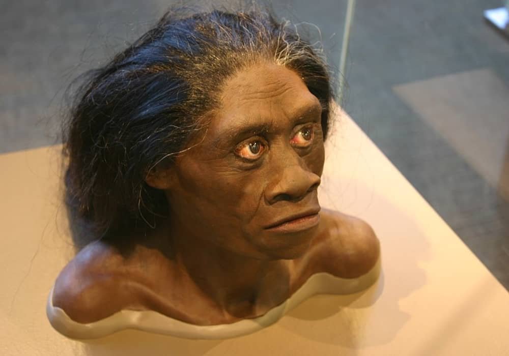 Homo floresiensis Hobbit dari Indonesia  Manusia Purba 