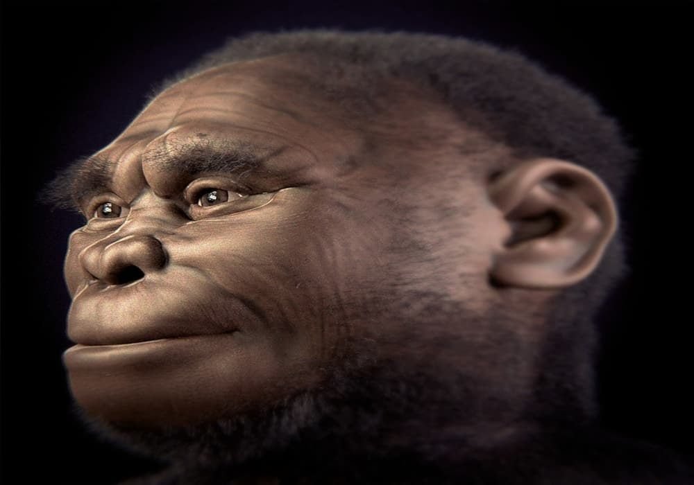 Homo floresiensis manusia purba indonesia pria