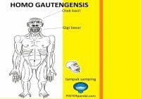 Homo Gautengensis Manusia Purba CiriCiri dan Penjelasan