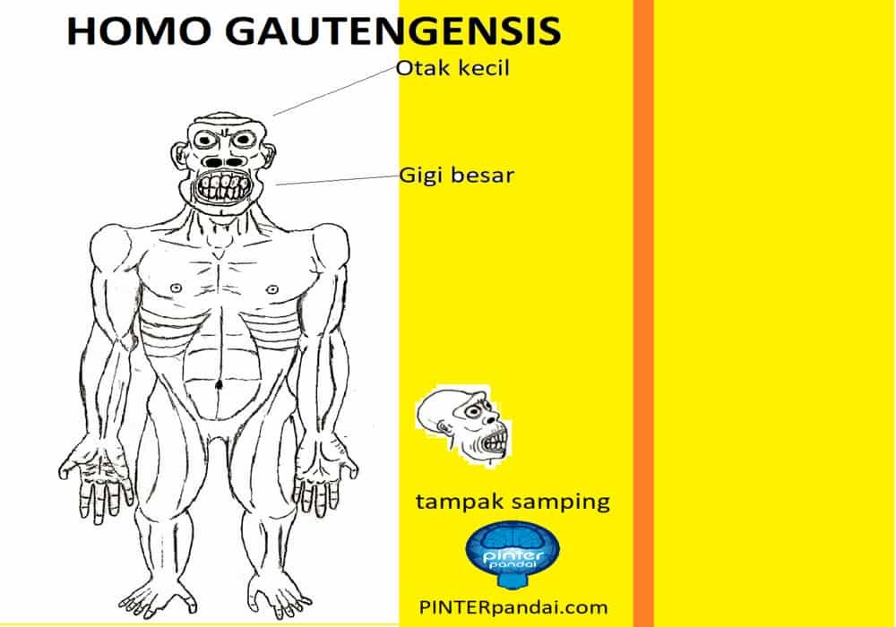 Homo gautengensis manusia purba