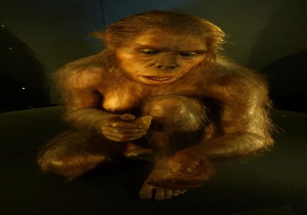Manusia purba homo habilis