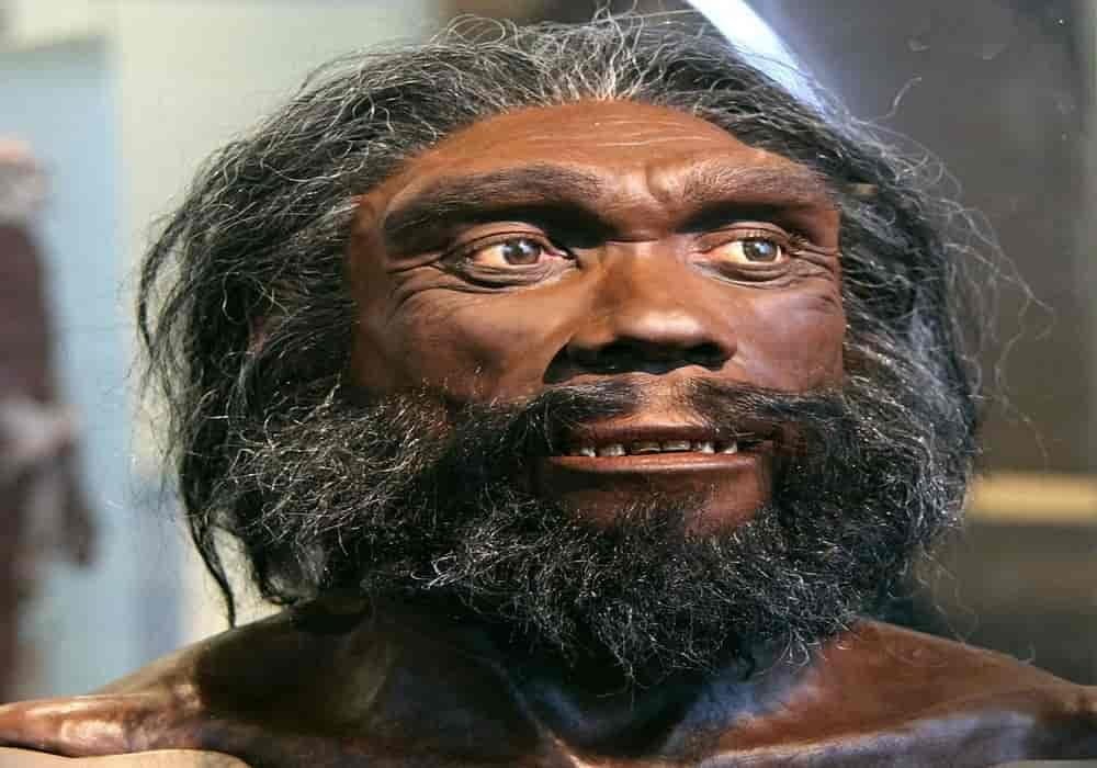 Homo heidelbergensis manusia purba