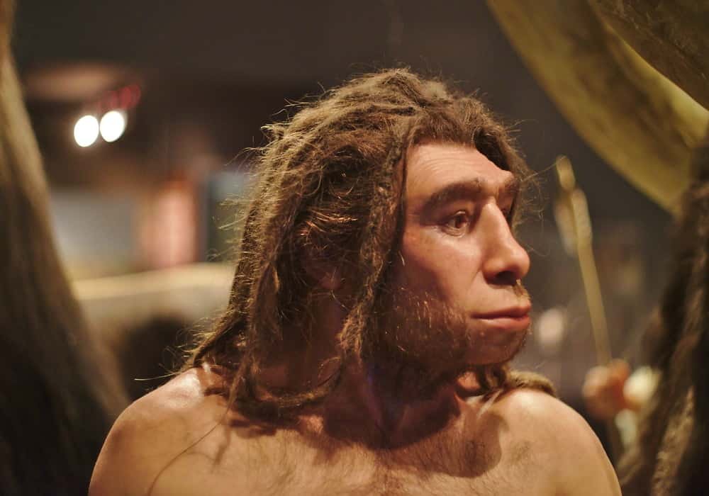 Homo neanderthalensis manusia purba