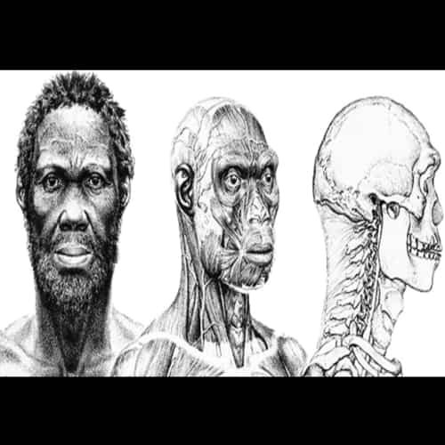 Homo sapiens idaltu manusia purba herto man