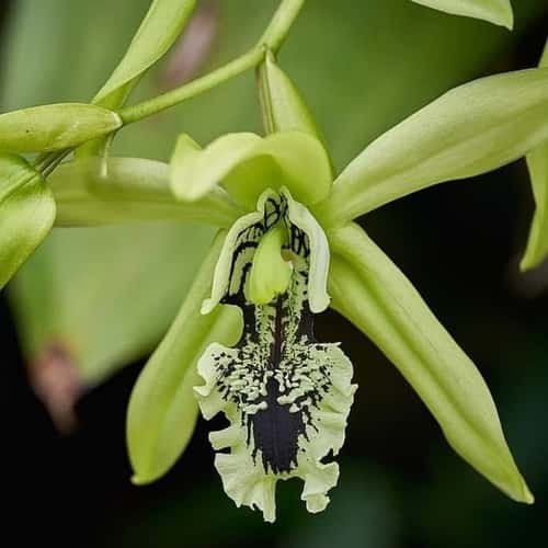 Mitos anggrek hitam kepercayaan coelogyne pandurata