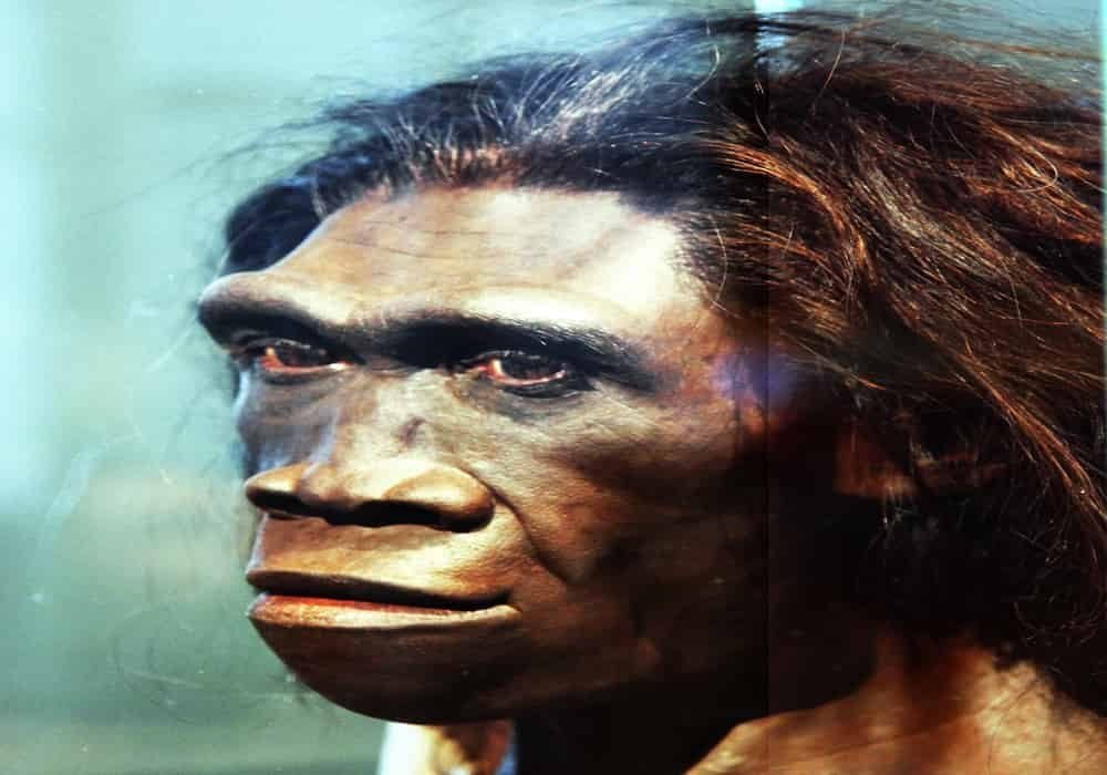 Manusia purba homo erektus Homo erectus