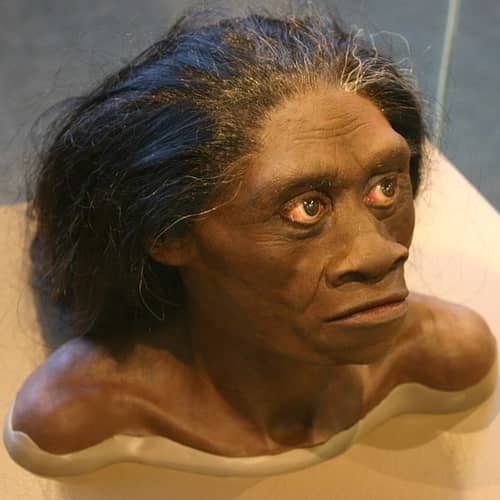 Homo floresiensis dari Indonesia manusia purba