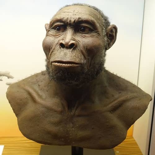 Homo rudolfensis manusia purba