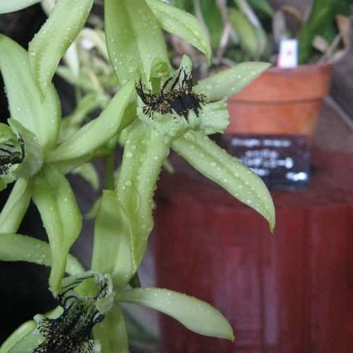 Mitos anggrek hitam kepercayaan coelogyne pandurata